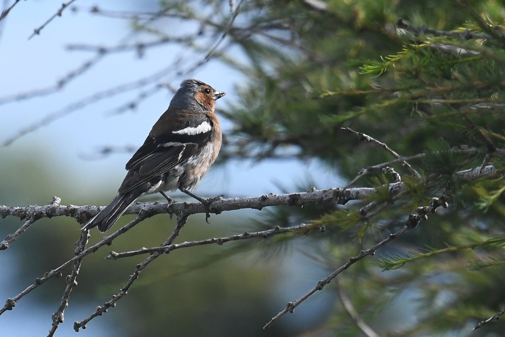 chardonneret - Fringillidés - Chardonneret, Linotte, Pinson, Serin cini, Verdier, Bouvreuil, Tarin, Bec croisé Pinson19