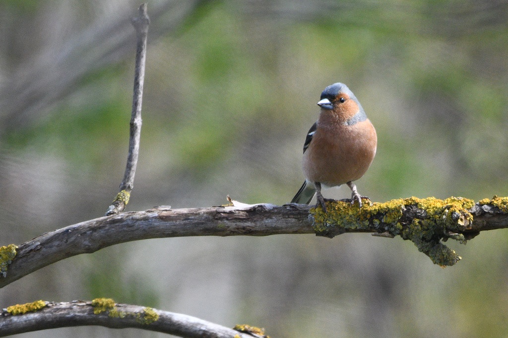 bruant - Mes observations d'oiseaux  du jour - Page 4 Pinson32