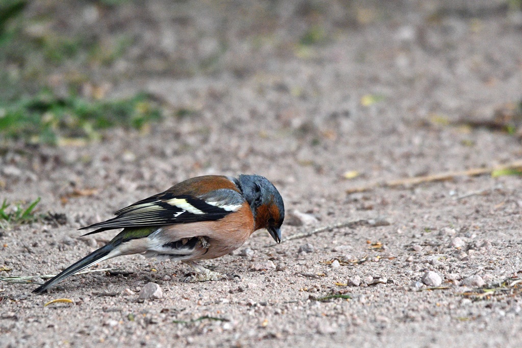 chardonneret - Fringillidés - Chardonneret, Linotte, Pinson, Serin cini, Verdier, Bouvreuil, Tarin, Bec croisé - Page 3 Pinson37