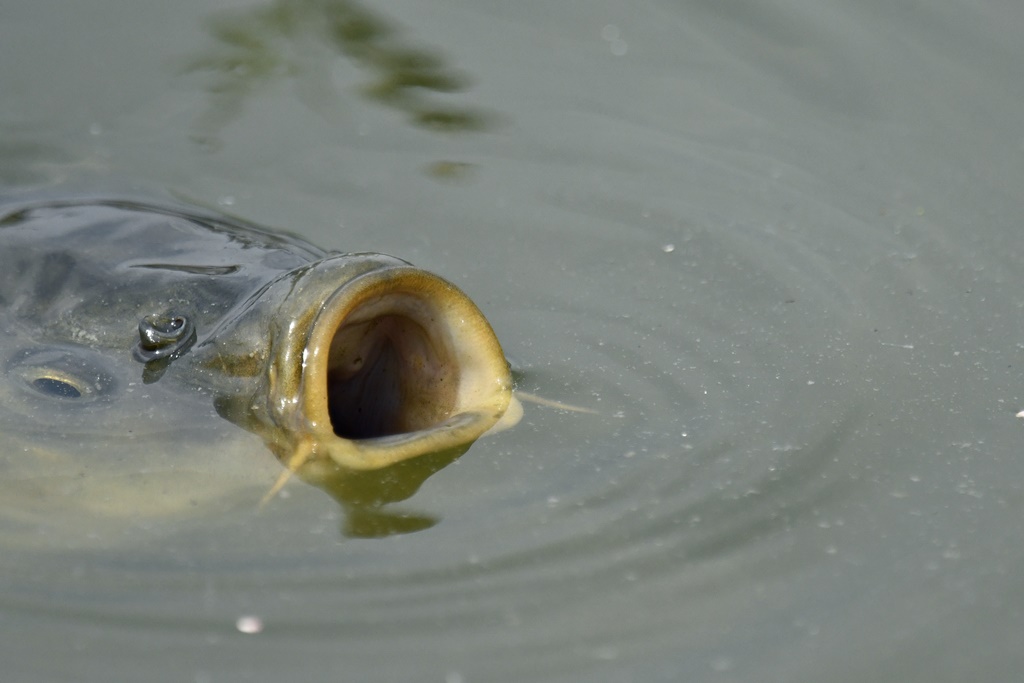 Poisson étonnant Poisso10