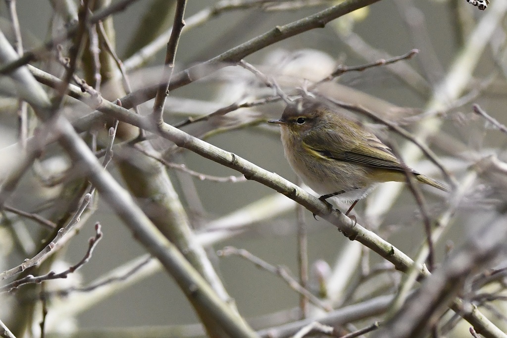 bruant - Mes observations d'oiseaux  du jour - Page 3 Pouill30