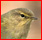 oiseaux - Liste des familles d'oiseaux publiées Pouill31