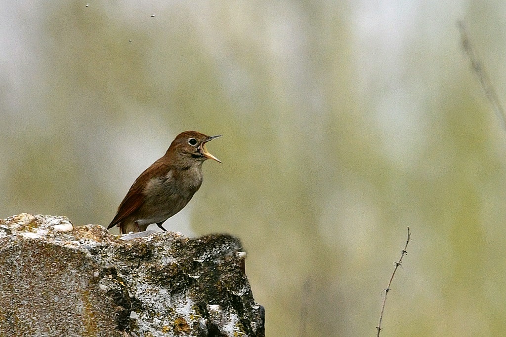 merle - Muscicapidés, Gobemouche, Monticole, Rougegorge, Rossignol, Rougequeue à front blanc, Rougequeue, Traquet motteux, Tarier, Gorgebleue à miroir Rossig10