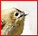 oiseaux - Liste des familles d'oiseaux publiées Rzogul10