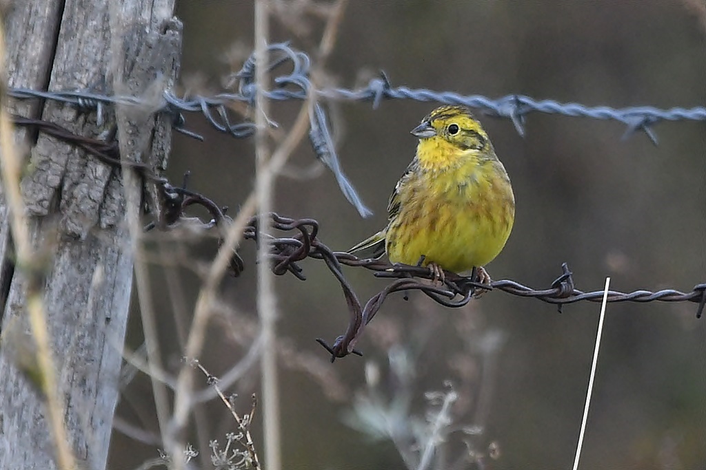 Embérisidés - Bruant jaune, Bruant fou, Bruant zizi, Bruant proyer, Bruant des roseaux, Bruant ortolan Serin_11