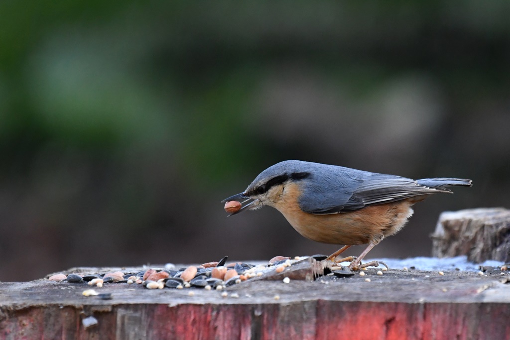 Mes observations d'oiseaux  du jour - Page 2 Sittel30