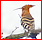 oiseaux - Liste des familles d'oiseaux publiées Upupi110