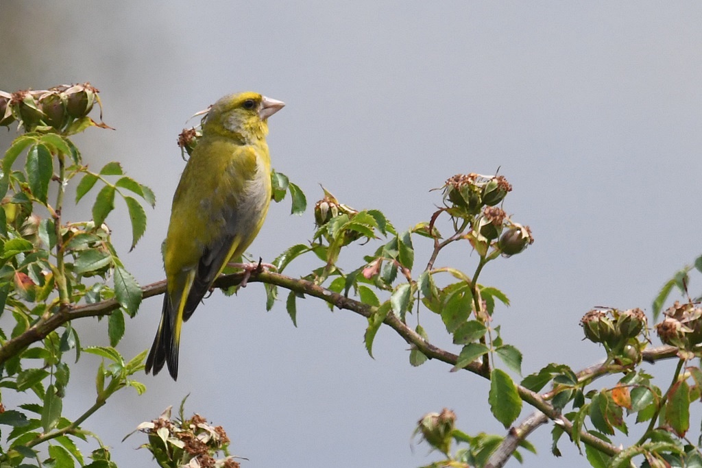 chardonneret - Fringillidés - Chardonneret, Linotte, Pinson, Serin cini, Verdier, Bouvreuil, Tarin, Bec croisé Verdie12