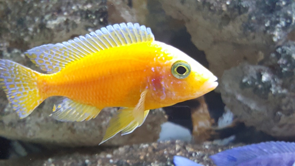 Poisson mâle ou femelle 20191010