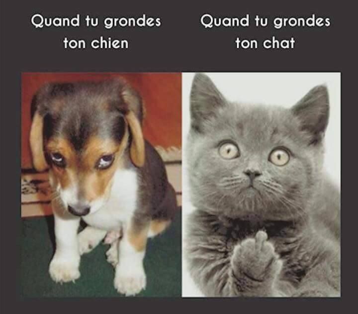 Images sur les chats  Cf73ee10