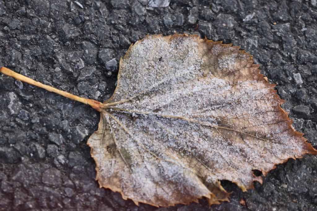 Feuilles mortes gelées 7n7a0512