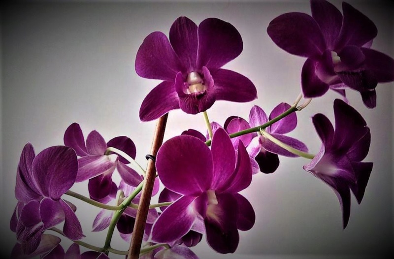 Unbekannte Orchidee  - gelöst: Dendrobium phalaenopsis O310