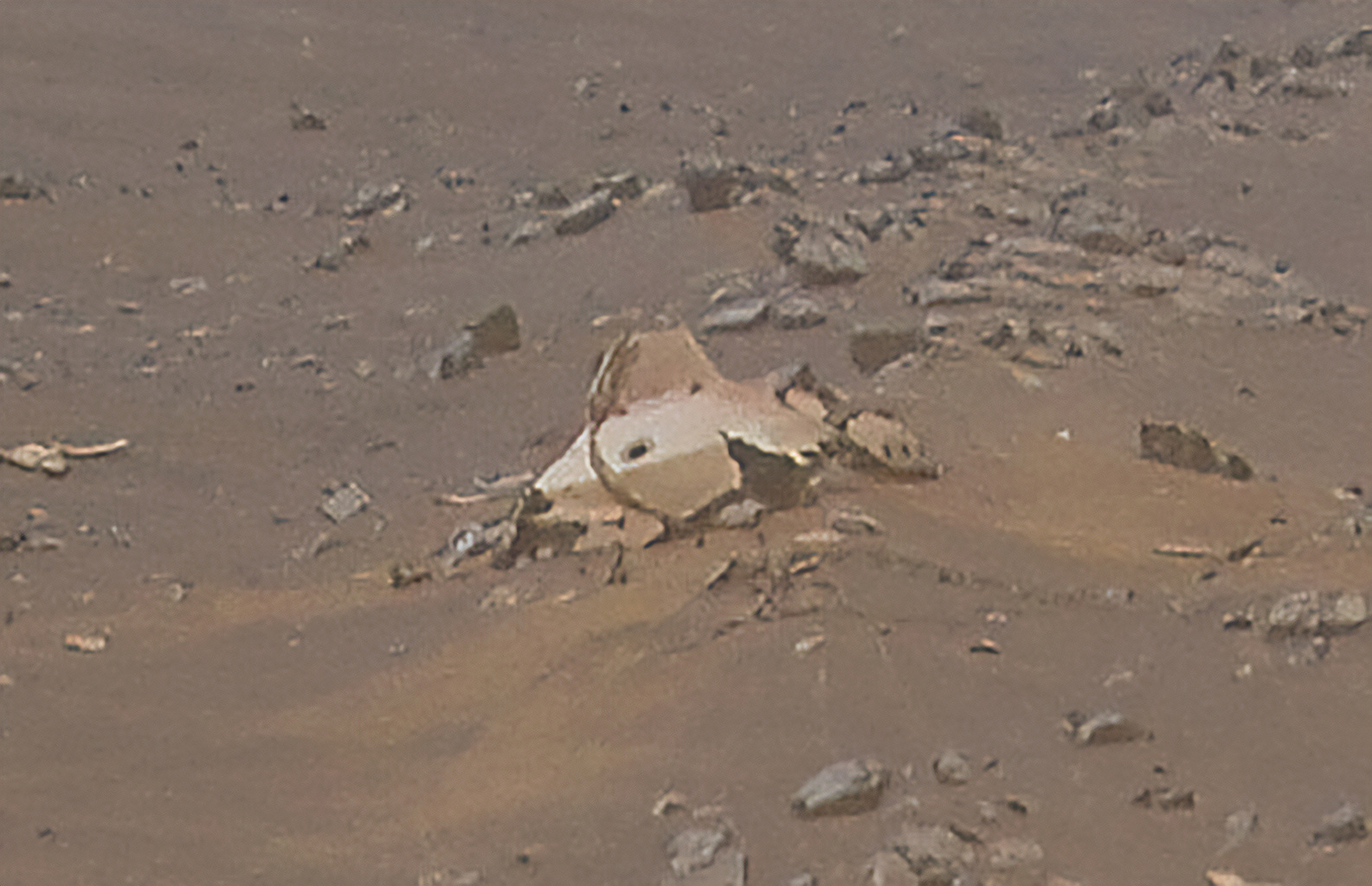 Mars 2020 (Perseverance - Ingenuity) : exploration du cratère Jezero - Page 27 Image116