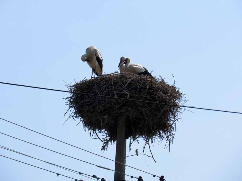 oiseaux - Oiseaux de Bulgarie. - Page 3 Img_7124