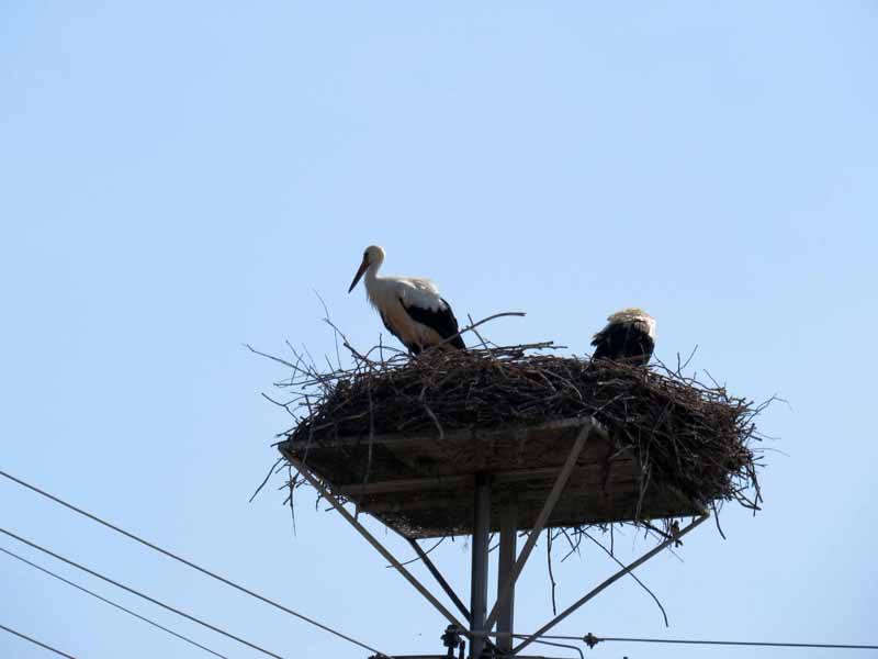 Oiseaux de Bulgarie. - Page 3 Img_7126