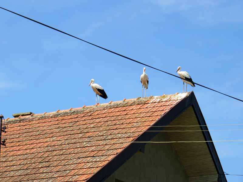 Le lac des cygnes. Img_7211