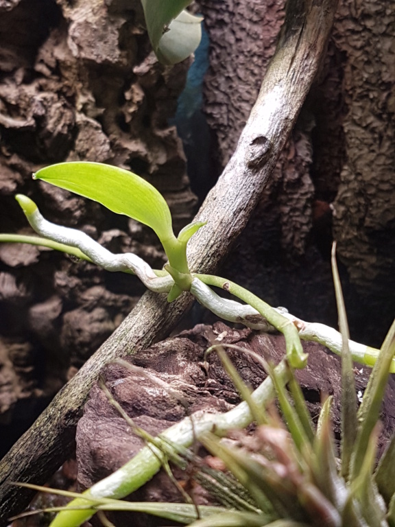 Keikis de Phalaenopsis pulchra 20200418
