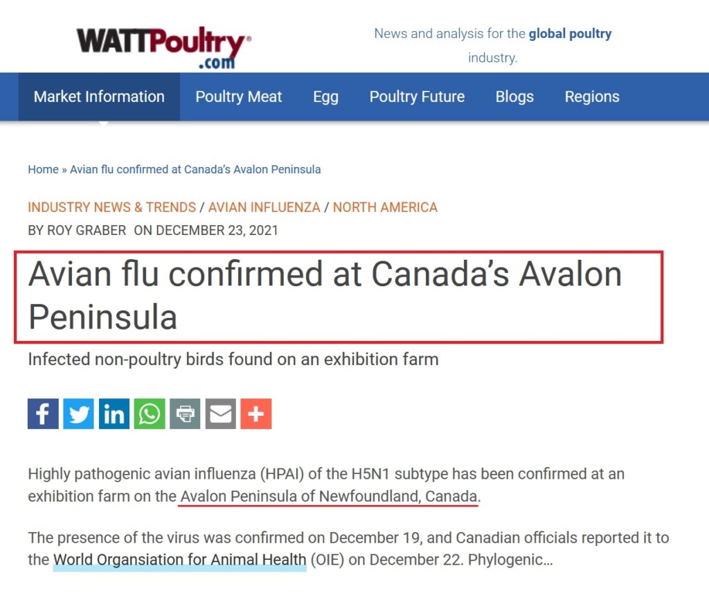 • China detecta el primer contagio de gripe aviar en humanos... - Página 2 Gripe_54