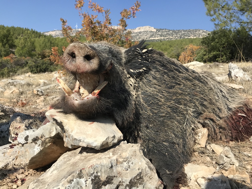 Chasse du Sanglier Attila en Turquie - 2019 - - Page 2 Unadju11