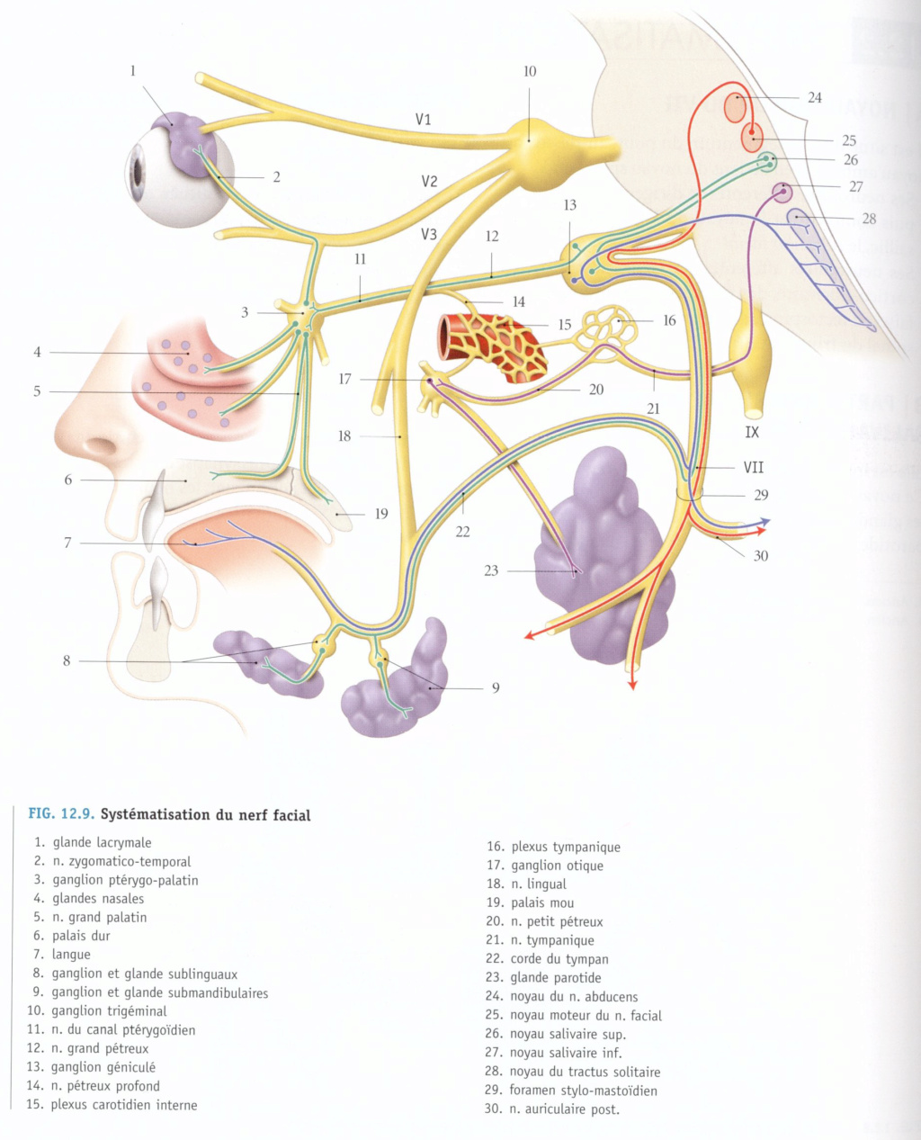 Corde du tympan et origine du nerf auriculo-temporal Vii11