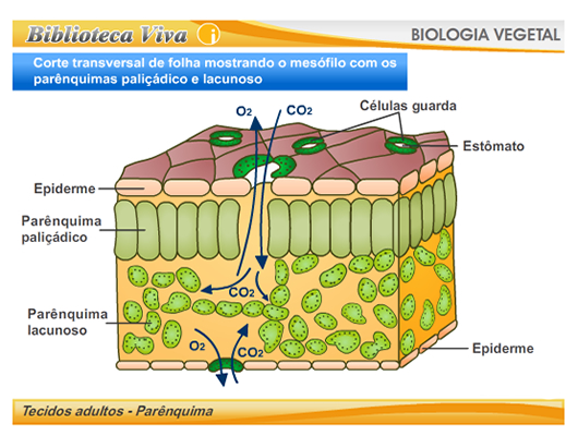 Histologia Vegetal - Folha Foto1-10