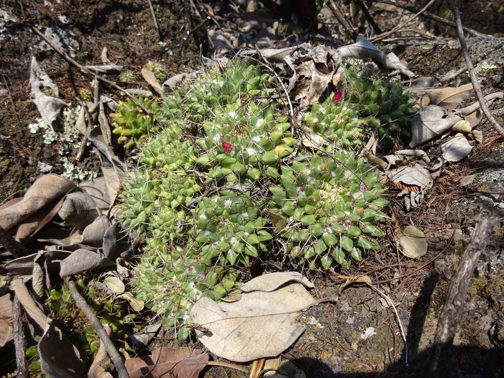 Mammillaria from Mexico 04 2018 1a10