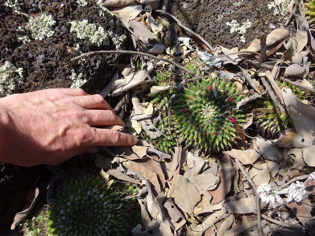 Mammillaria from Mexico 04 2018 2a10