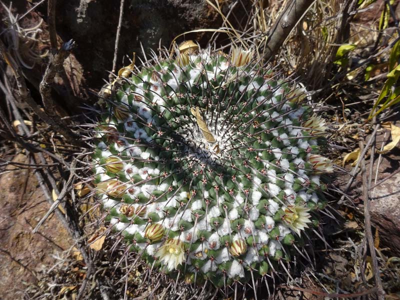 Mammillaria from Mexico 04 2018 M111