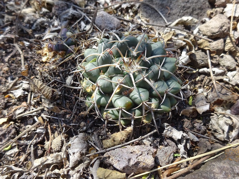 Mammillaria from Mexico 04 2018 M_magn10