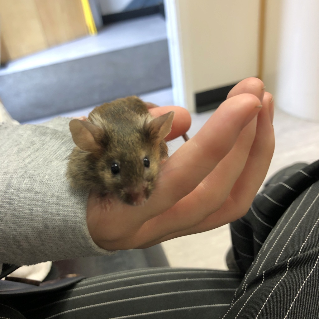 Little pimple/bump/lump on mouse’s skin. F0cc5410