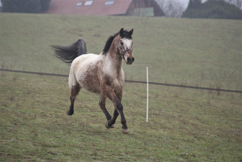 MIRACLE SUYAKA FJPH dit Joe Dsc01611