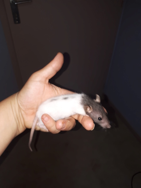 Au sujet du poids de mes rats. 20190814