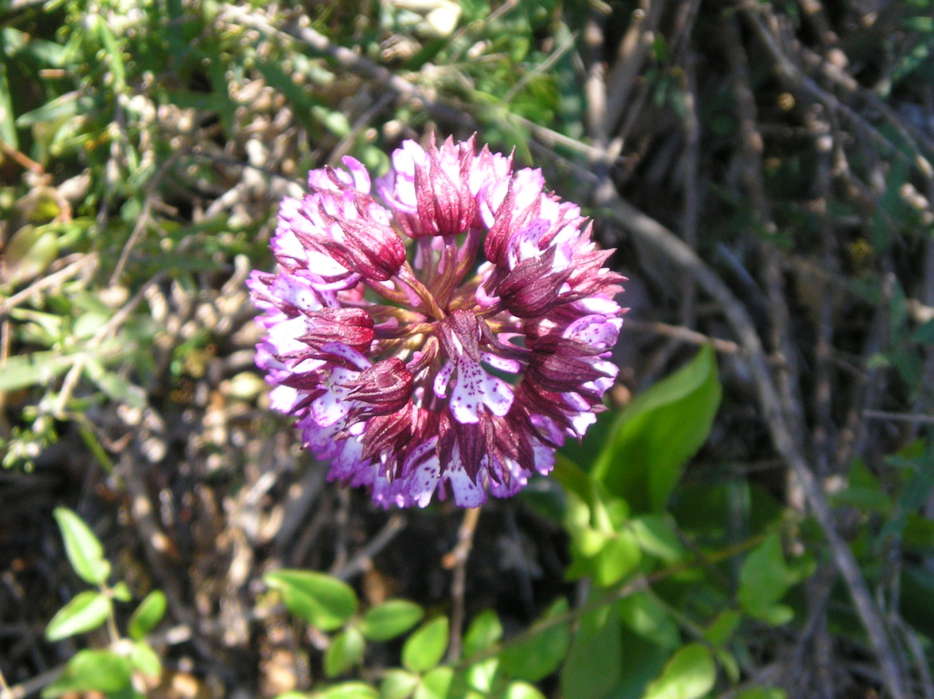 Votre plus bel Orchis purpurea - Page 2 P1010010