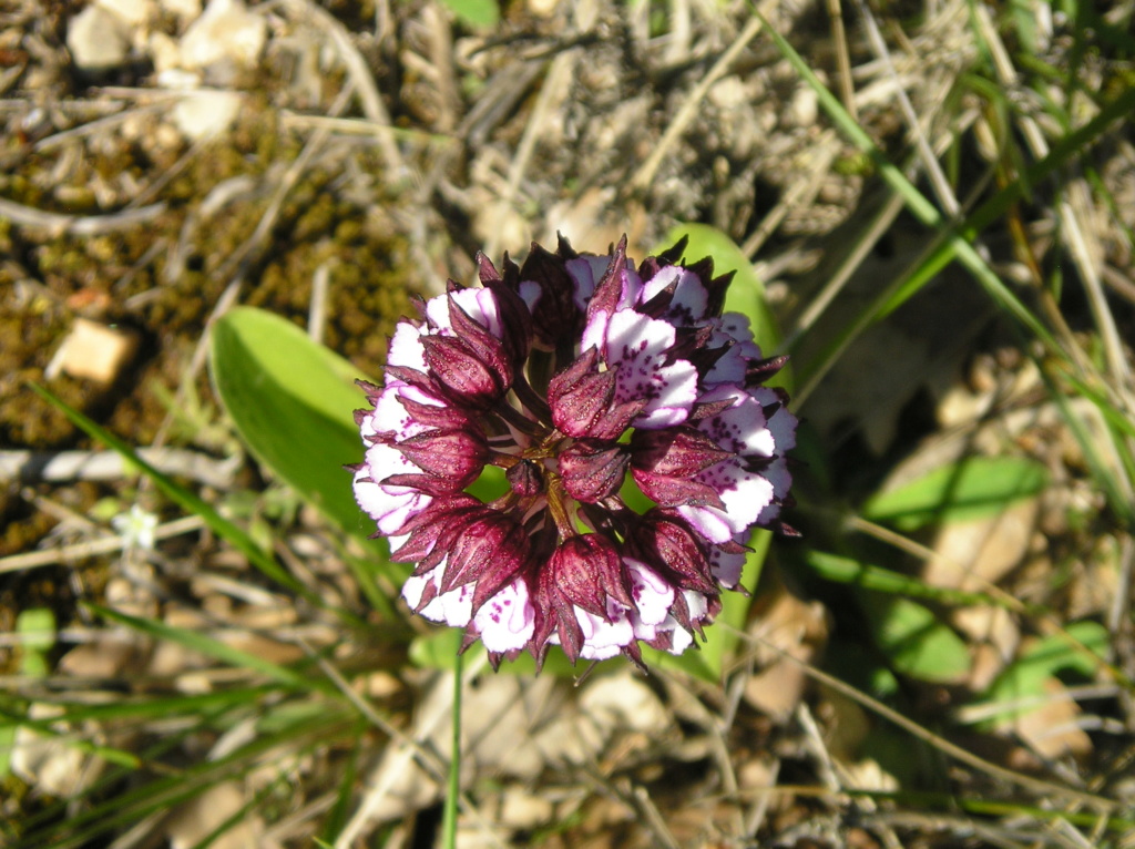 Votre plus bel Orchis purpurea - Page 2 P1010110