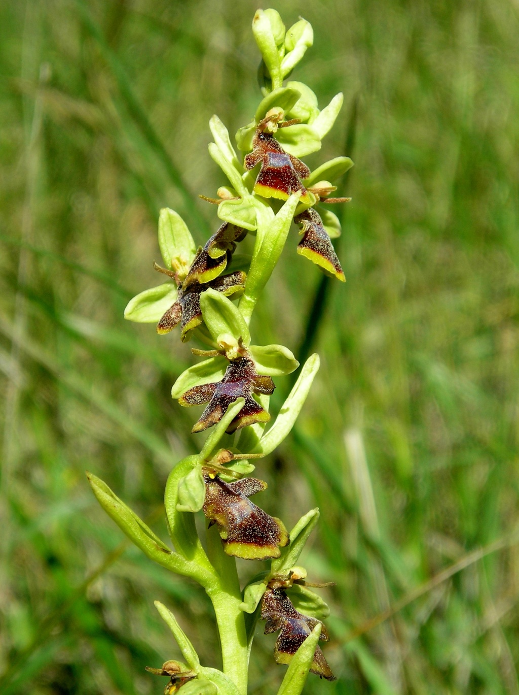  Votre plus bel Ophrys insectifera & Co P5186010
