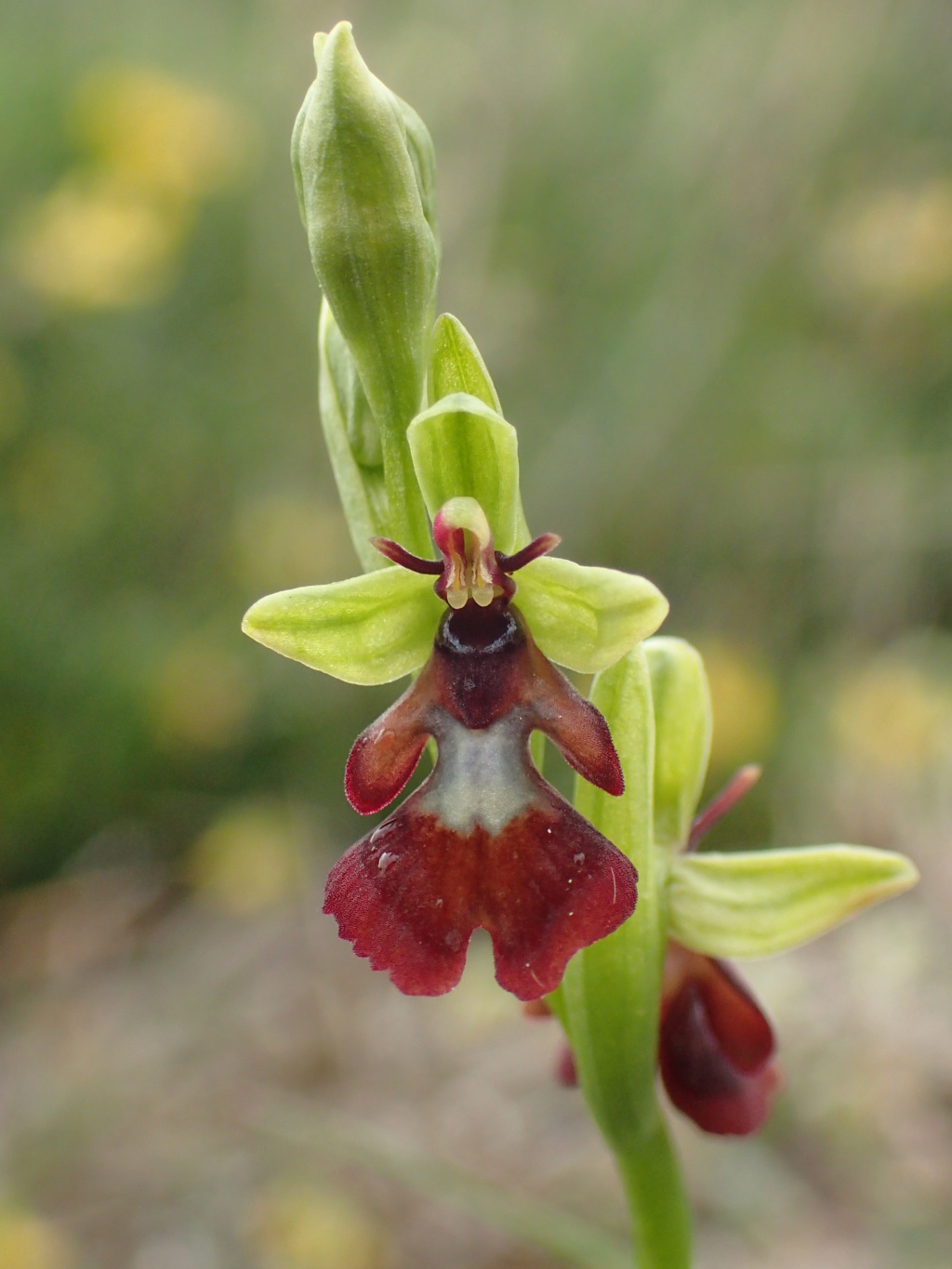  Votre plus bel Ophrys insectifera & Co P5294110