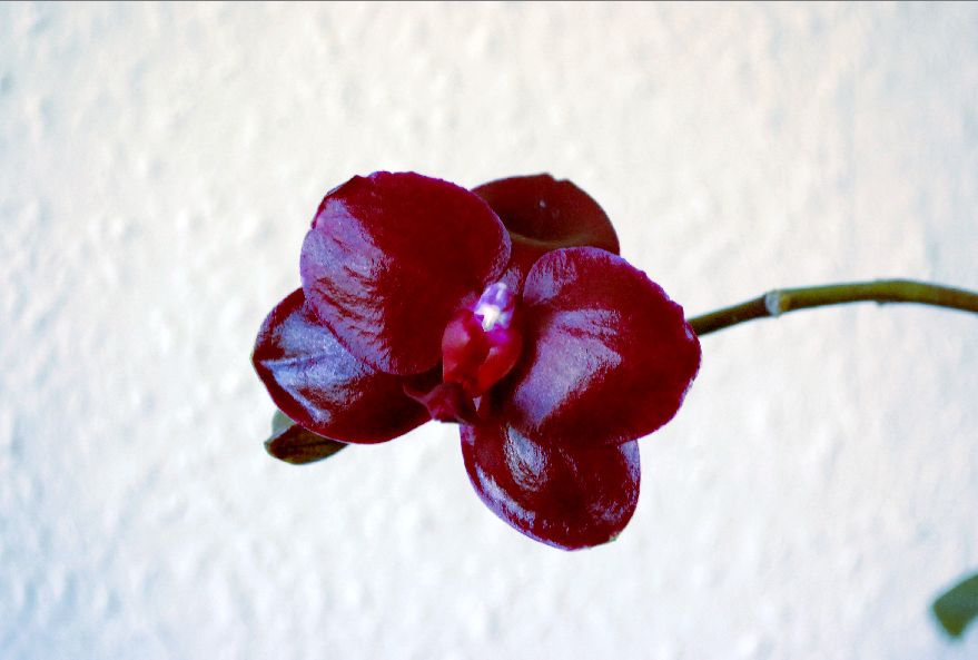 Phalaenopsis "Sogo Grape" Phal_s11