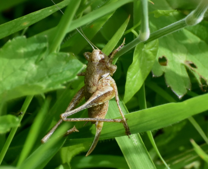 [Pholidoptera griseoaptera] orthoptère indéterminée Dsc_in12