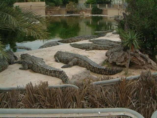 السياحة في جزيرة جربة التونسبه Crocod12