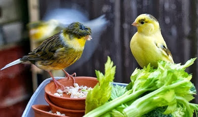 غذاء الخضروات الصحية لطيور الزينة Oi-aoa10