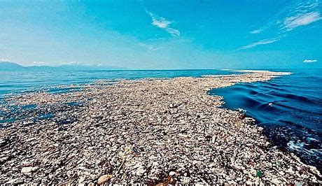 كيف يؤثر تلوث البحار على الحيوانات والنباتات  Oip_jf52