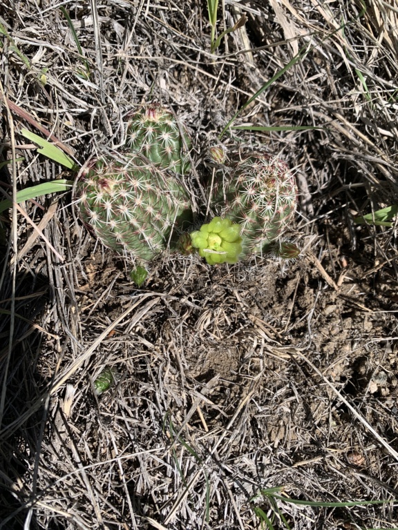 ID of native cactus in Colorado Img_1411