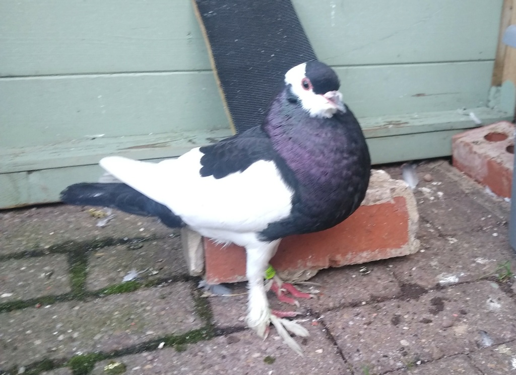 Found fancy pigeon (believed to be reverse wing pouter) Img_2010