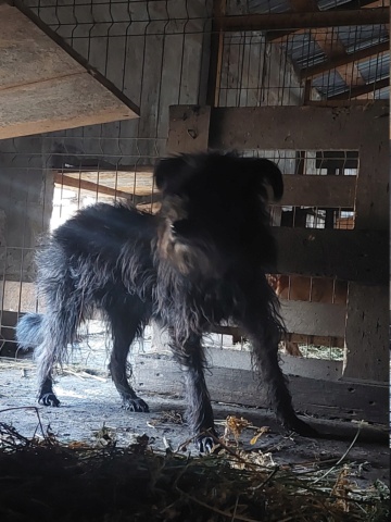 NOUKA, femelle née le 30.06.2018 , CROISEE GRIFFON sortie de l'équarrissage le 18 Février 19- marrainée par Myri_Bonnie --R- - Page 2 20231109