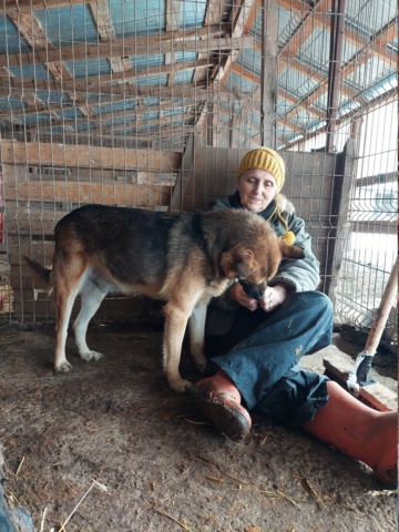 RONNIE, TYPE BERGER ALLEMAND MALE NE LE 15/03/2018  FRERE DE BONNIE- MOLUK 12-SC-R- PARRAINE PAR TOM58 - Page 2 20231281