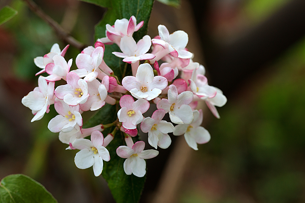 Flowers April 24 Bodnan11