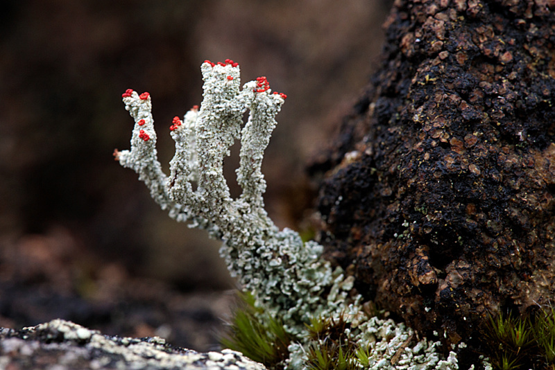 Cladonia lichen Cladon12