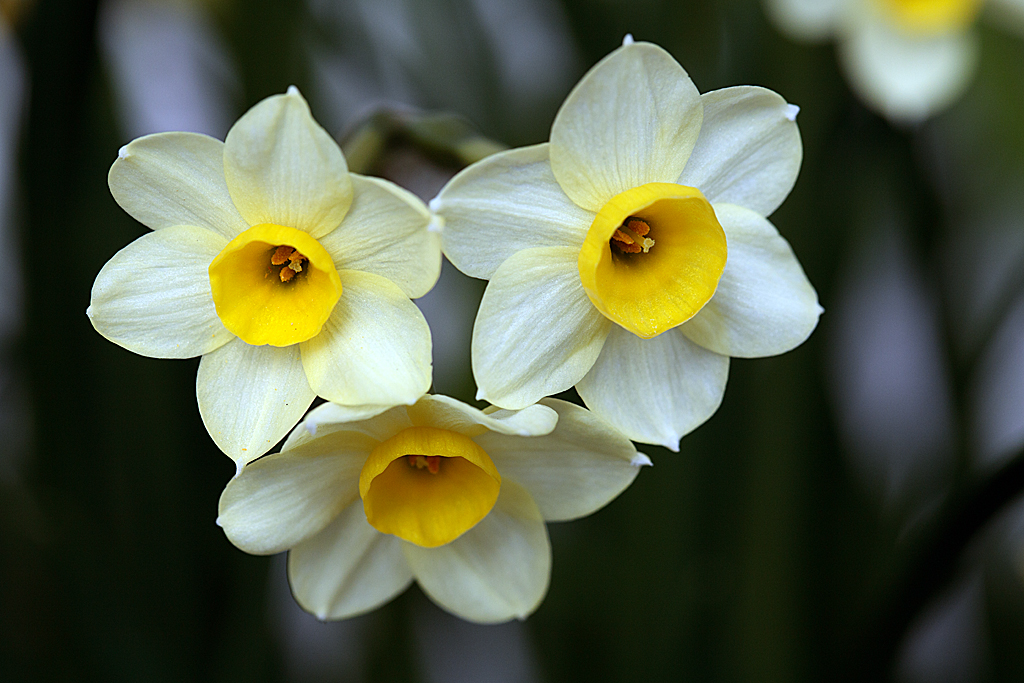 Easter flowers  Minnow20