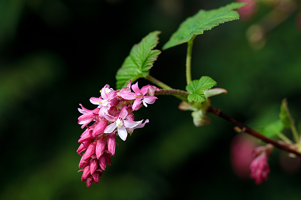 A few from mid-March Ribes-11