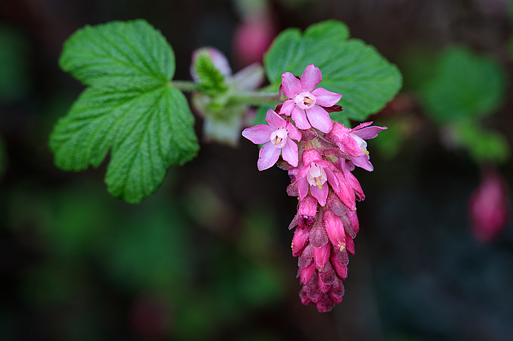 A few from mid-March Ribes-12